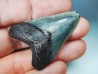 shark teeth: Carcharodon megalodon - Miocene (USA)