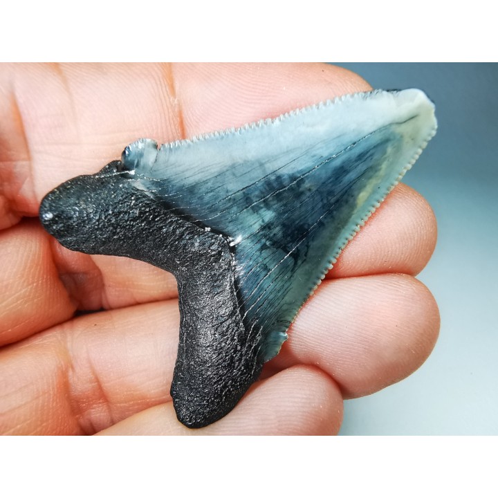 Dent de requin: Carcharodon megalodon, Miocène (USA)