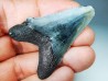 Dent de requin: Carcharodon megalodon, Miocène (USA)