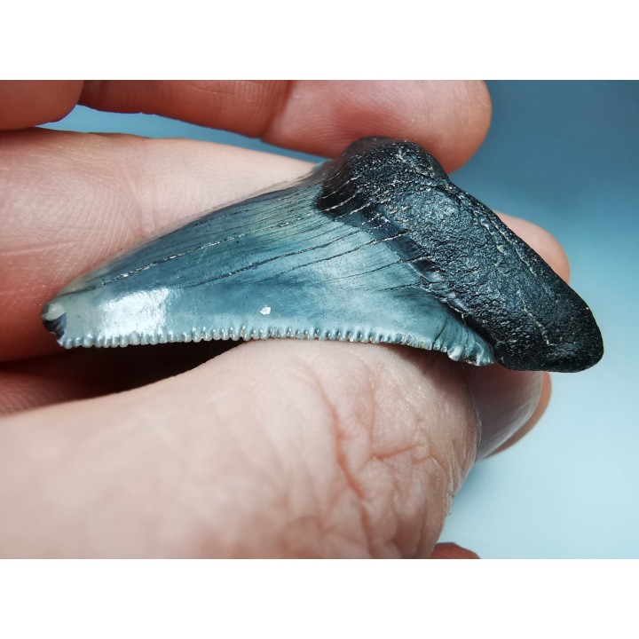 shark teeth: Carcharodon megalodon - Miocene (USA)