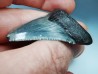 Dent de requin: Carcharodon megalodon, Miocène (USA)