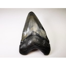 shark teeth: Carcharodon megalodon - Miocene (USA)