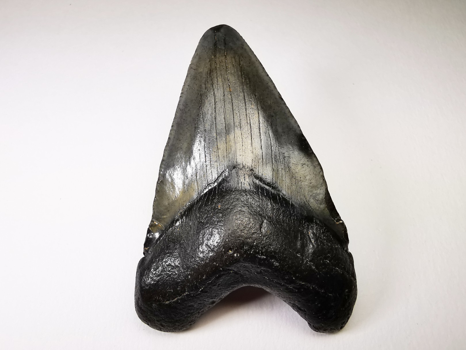 Dent de requin: Carcharodon megalodon, Miocène (USA)