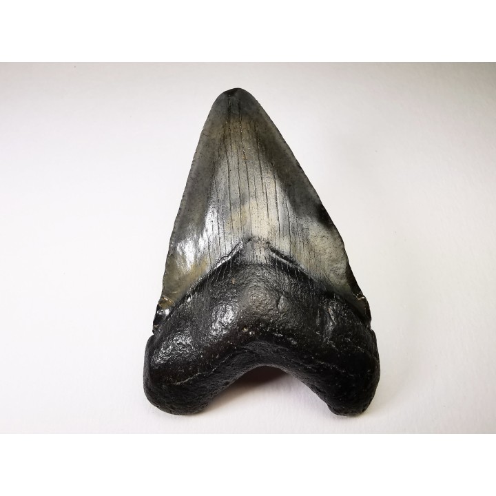 Dent de requin: Carcharodon megalodon, Miocène (USA)
