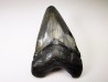 Dent de requin: Carcharodon megalodon, Miocène (USA)