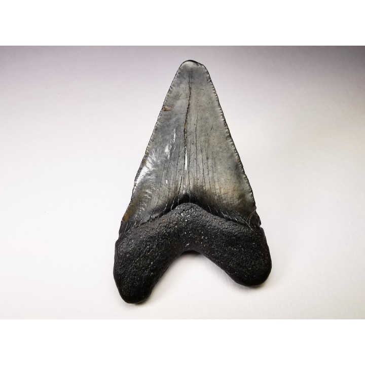 Dent de requin: Carcharodon megalodon, Miocène (USA)