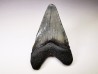 shark teeth: Carcharodon megalodon - Miocene (USA)