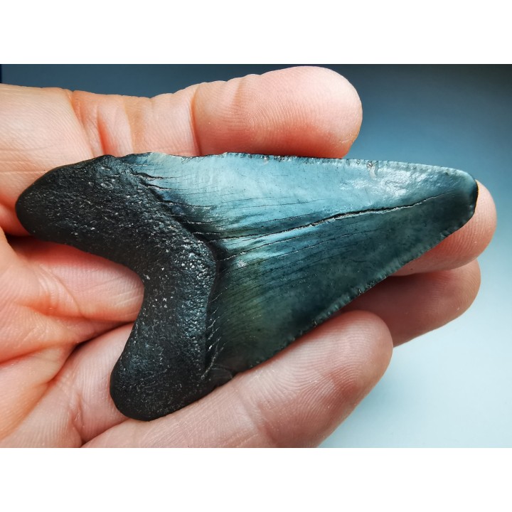 Dent de requin: Carcharodon megalodon, Miocène (USA)