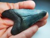 shark teeth: Carcharodon megalodon - Miocene (USA)
