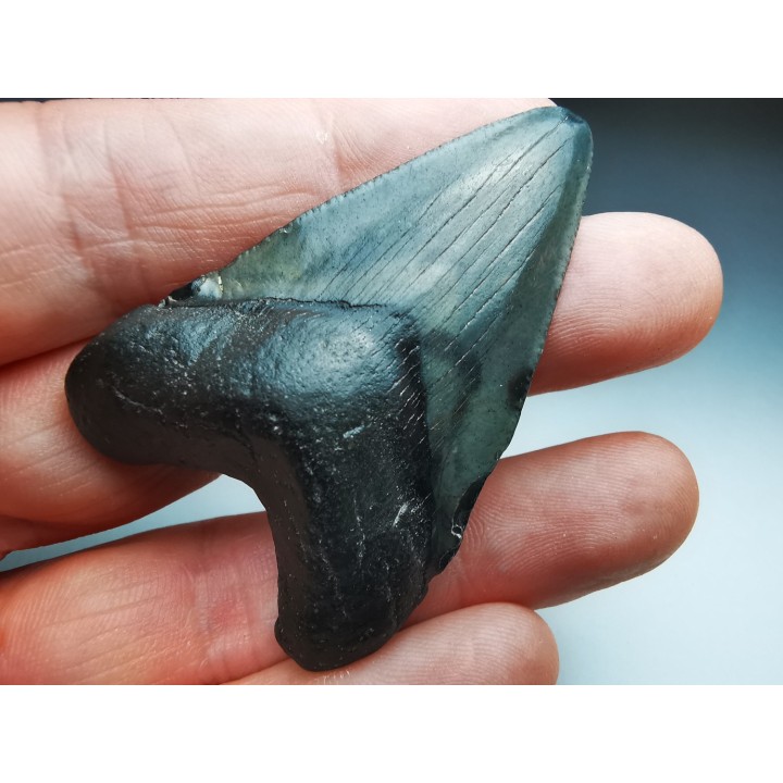 Dent de requin: Carcharodon megalodon, Miocène (USA)