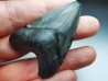 Dent de requin: Carcharodon megalodon, Miocène (USA)