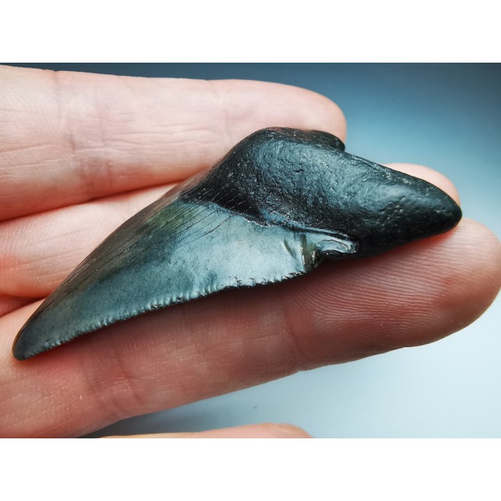 shark teeth: Carcharodon megalodon - Miocene (USA)