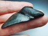 shark teeth: Carcharodon megalodon - Miocene (USA)