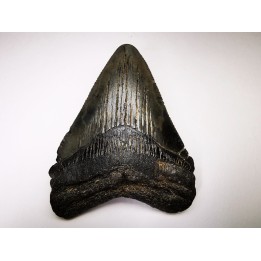 Dent de requin: Carcharodon megalodon, Miocène (USA)
