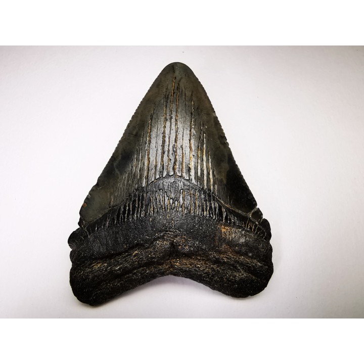 shark teeth: Carcharodon megalodon - Miocene (USA)
