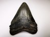 shark teeth: Carcharodon megalodon - Miocene (USA)