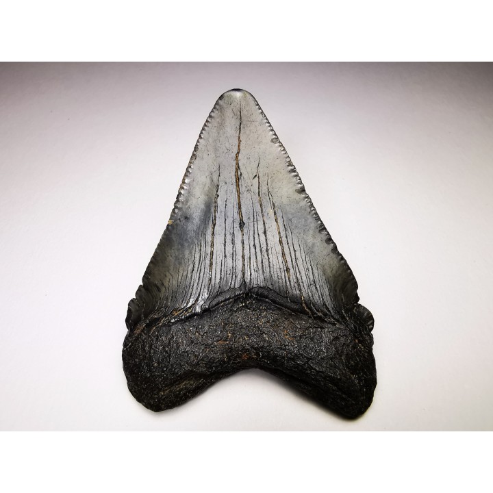 shark teeth: Carcharodon megalodon - Miocene (USA)