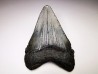 Dent de requin: Carcharodon megalodon, Miocène (USA)