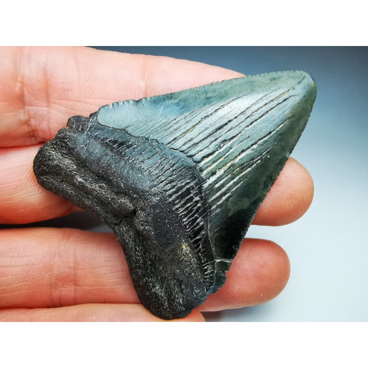 shark teeth: Carcharodon megalodon - Miocene (USA)