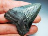 shark teeth: Carcharodon megalodon - Miocene (USA)