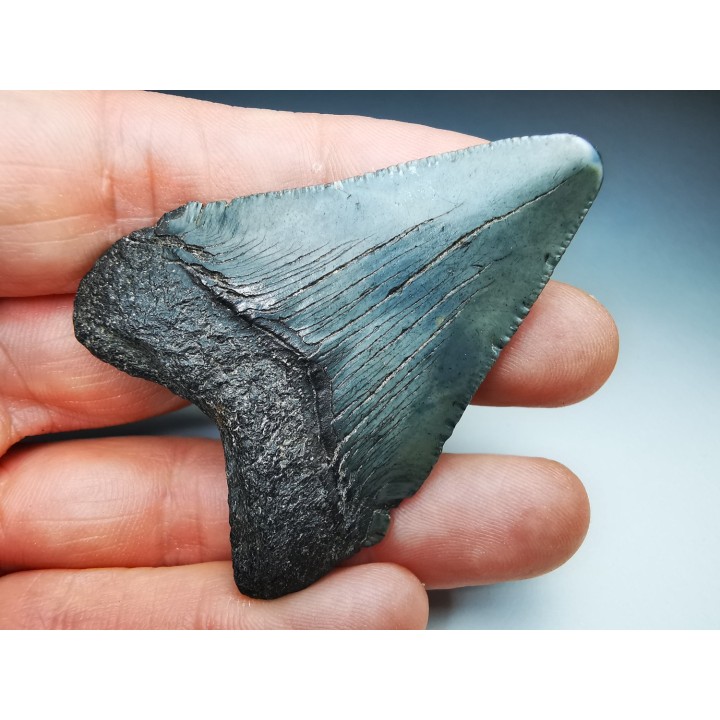 Dent de requin: Carcharodon megalodon, Miocène (USA)