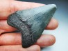 shark teeth: Carcharodon megalodon - Miocene (USA)