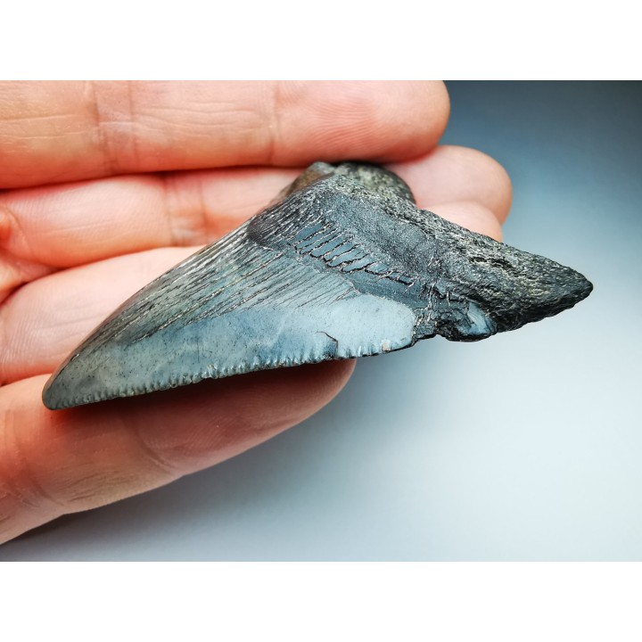 shark teeth: Carcharodon megalodon - Miocene (USA)