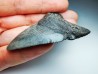 shark teeth: Carcharodon megalodon - Miocene (USA)