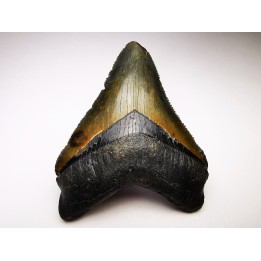 Dent de requin: Carcharodon megalodon, Miocène (USA)