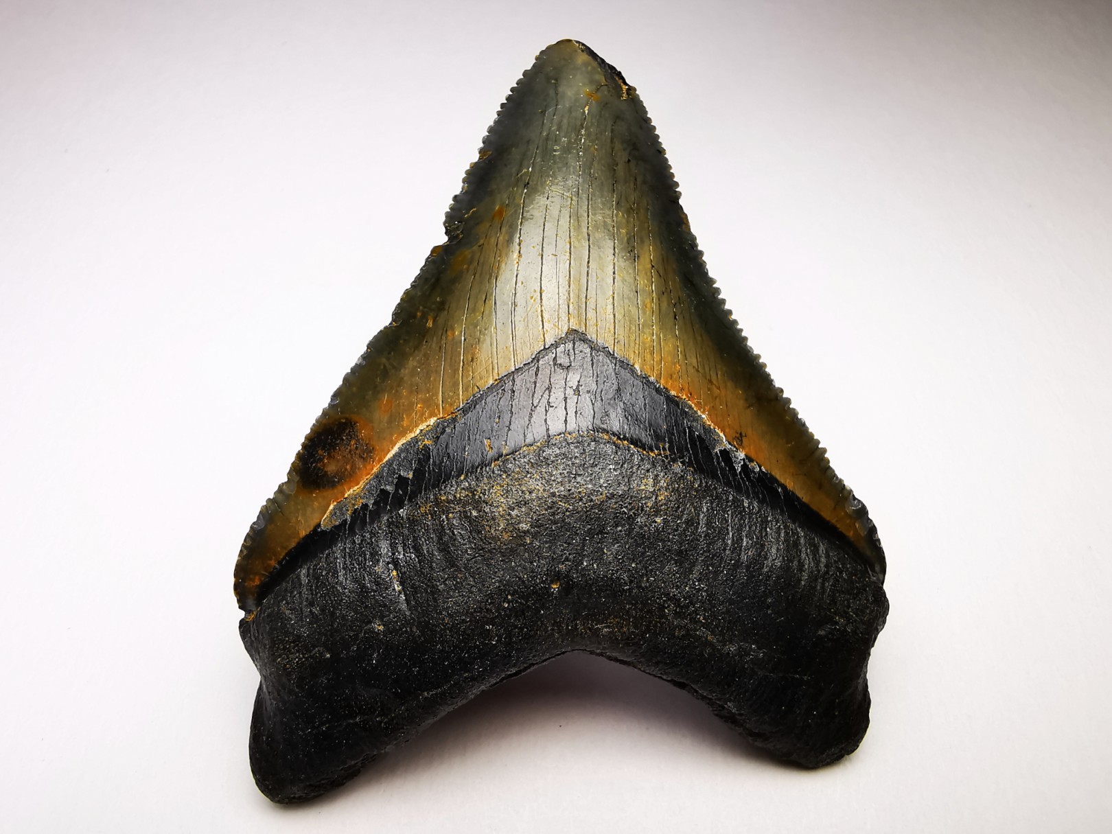shark teeth: Carcharodon megalodon - Miocene (USA)