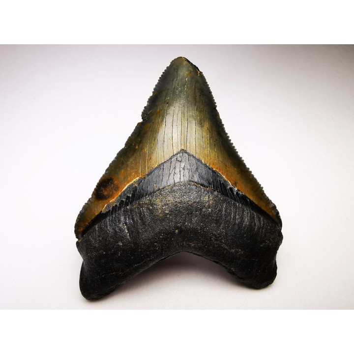 shark teeth: Carcharodon megalodon - Miocene (USA)