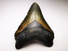 shark teeth: Carcharodon megalodon - Miocene (USA)