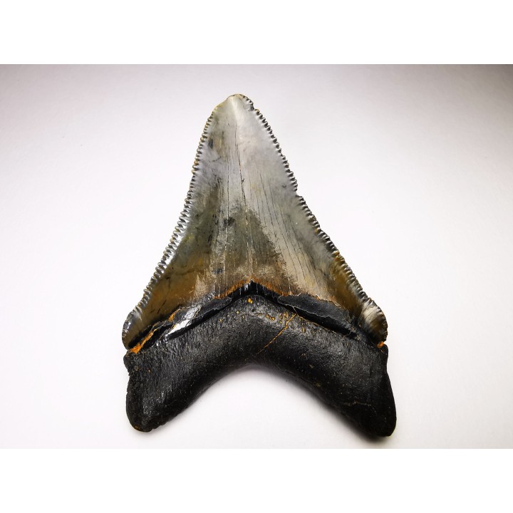 shark teeth: Carcharodon megalodon - Miocene (USA)