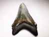 shark teeth: Carcharodon megalodon - Miocene (USA)