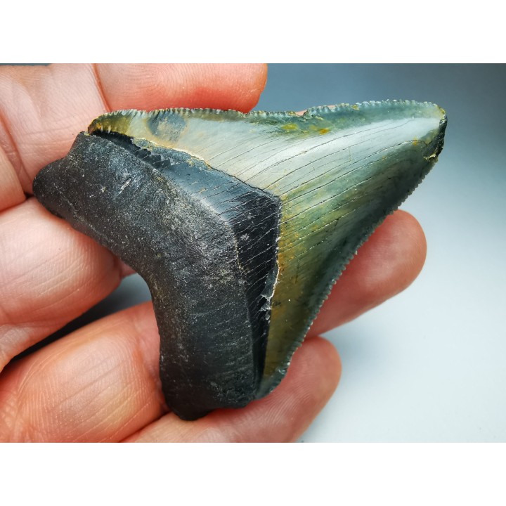shark teeth: Carcharodon megalodon - Miocene (USA)