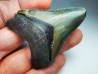 shark teeth: Carcharodon megalodon - Miocene (USA)