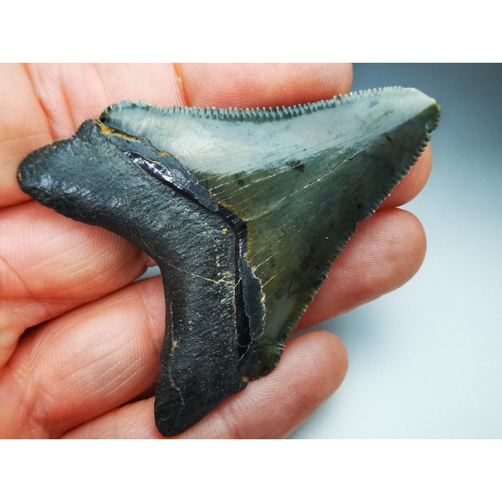 shark teeth: Carcharodon megalodon - Miocene (USA)