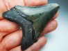 shark teeth: Carcharodon megalodon - Miocene (USA)