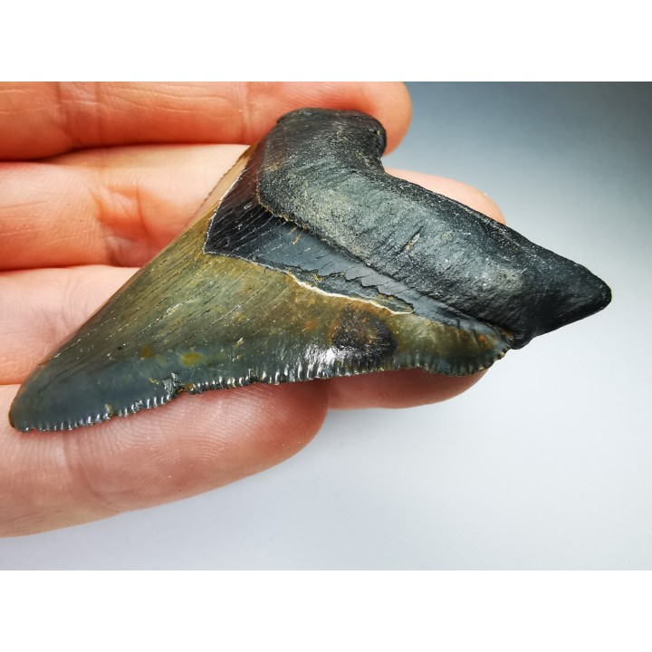 shark teeth: Carcharodon megalodon - Miocene (USA)