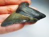 shark teeth: Carcharodon megalodon - Miocene (USA)