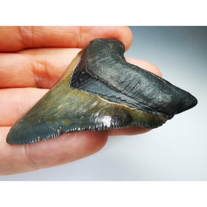 shark teeth: Carcharodon megalodon - Miocene (USA)