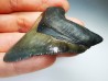shark teeth: Carcharodon megalodon - Miocene (USA)
