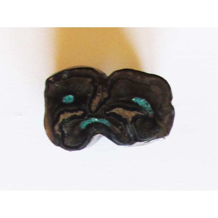 Equus complicatus tooth with chrysocola -RARE- (2)