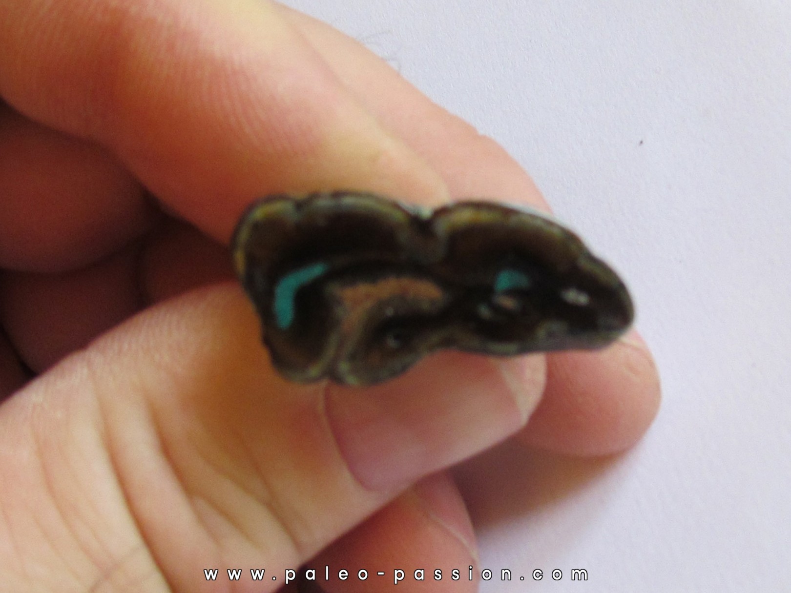 Equus complicatus tooth with chrysocola -RARE- (5)