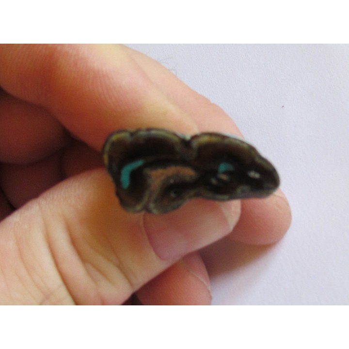 dent de Equus complicatus avec chrysocole -RARE- (5)