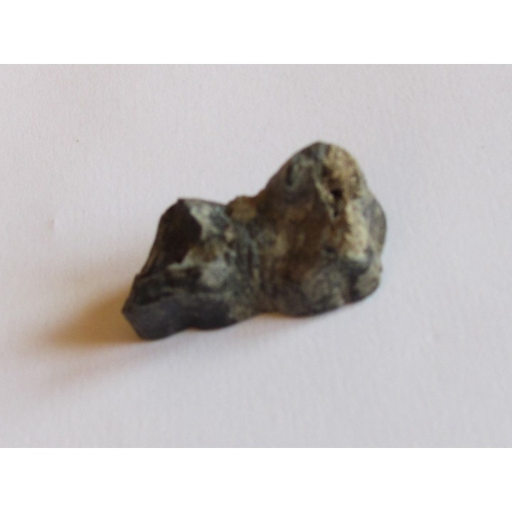 dent de Equus complicatus avec chrysocole -RARE- (5)