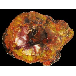 slice of silicified fossil wood (7)