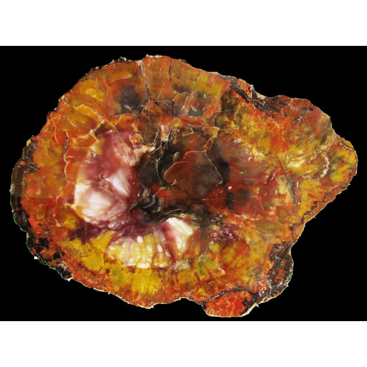 slice of silicified fossil wood (7)