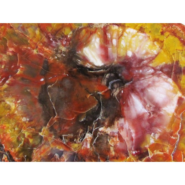 slice of silicified fossil wood (7)