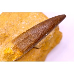 dent d'elasmosaure: zarafasaura oceanis - Maestrichtien - Oued Zem, Maroc